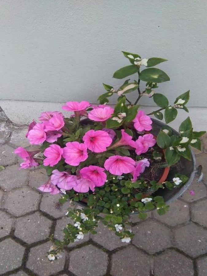 Zora Holiday Home Beli Buitenkant foto